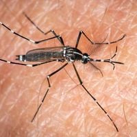 Pourquoi les moustiques vous piquent plus que les autres ? Les explications d'une experte