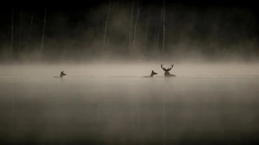 Vincent Munier et le succès inattendu du Chant des forêts