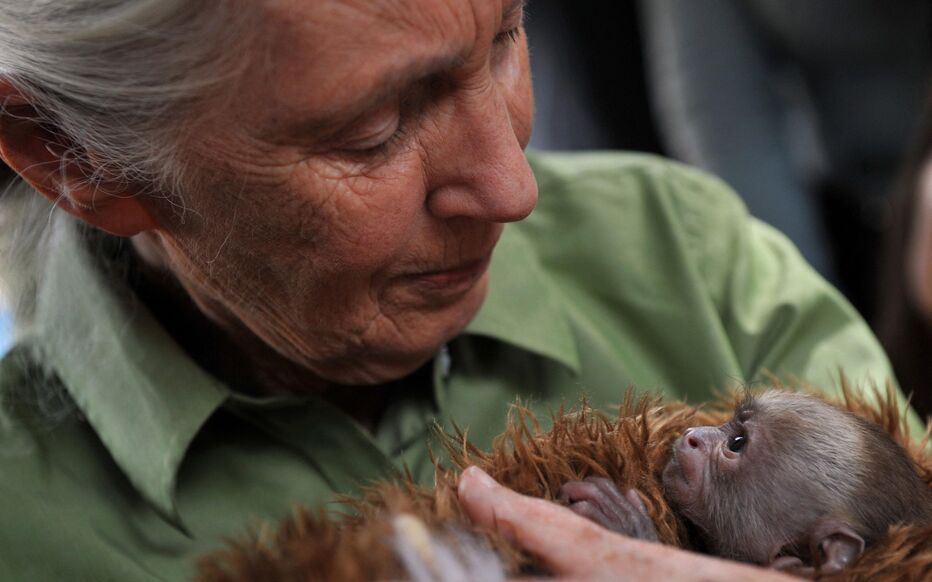Jane Goodall est morte à 91 ans : héritage d’une primatologue visionnaire